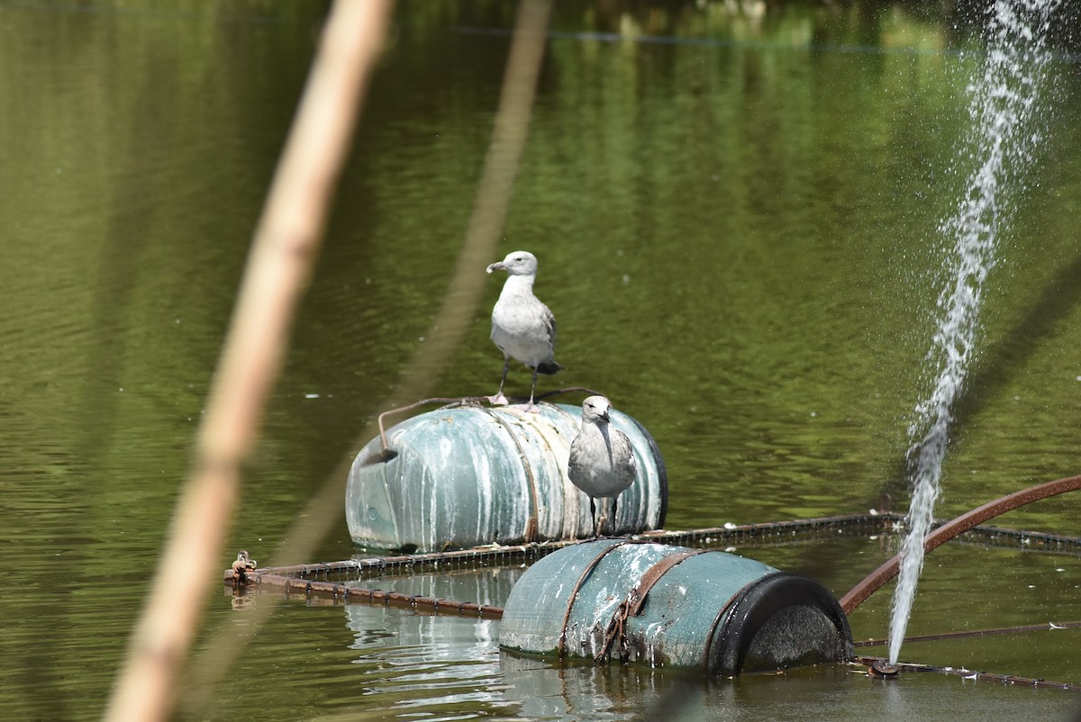 Caspian Gull - ML470088821