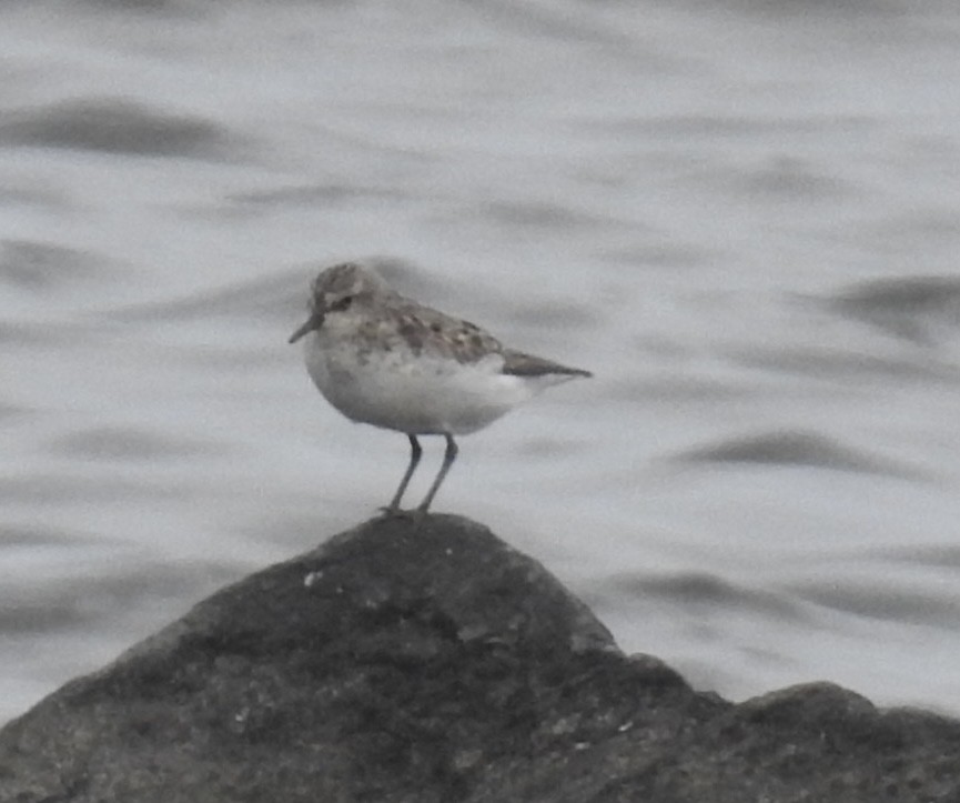 Bécasseau sanderling - ML470089871