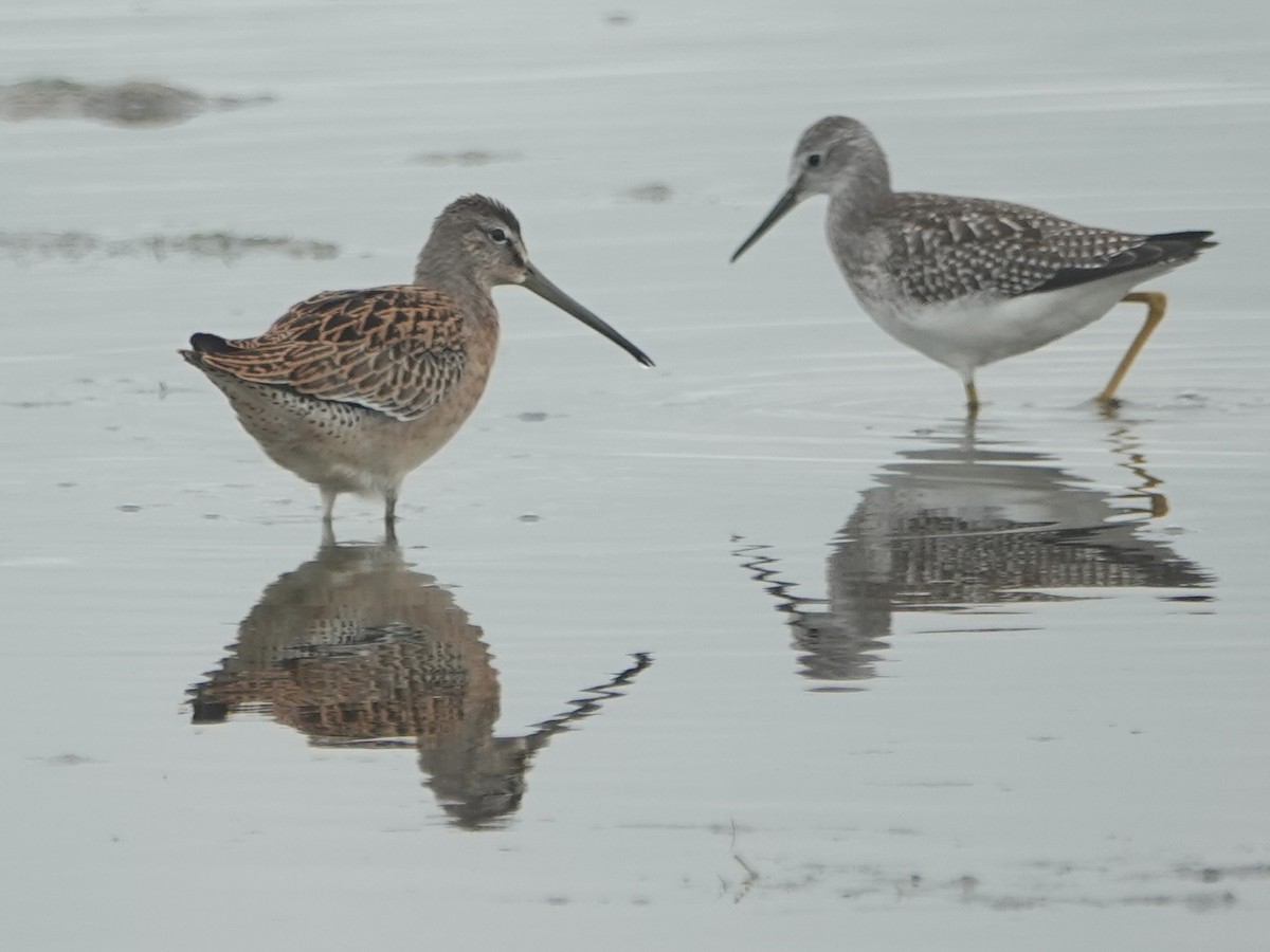 Short-billed Dowitcher - Liz Soria