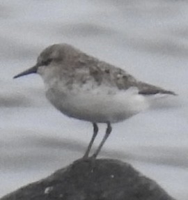 Bécasseau sanderling - ML470090701