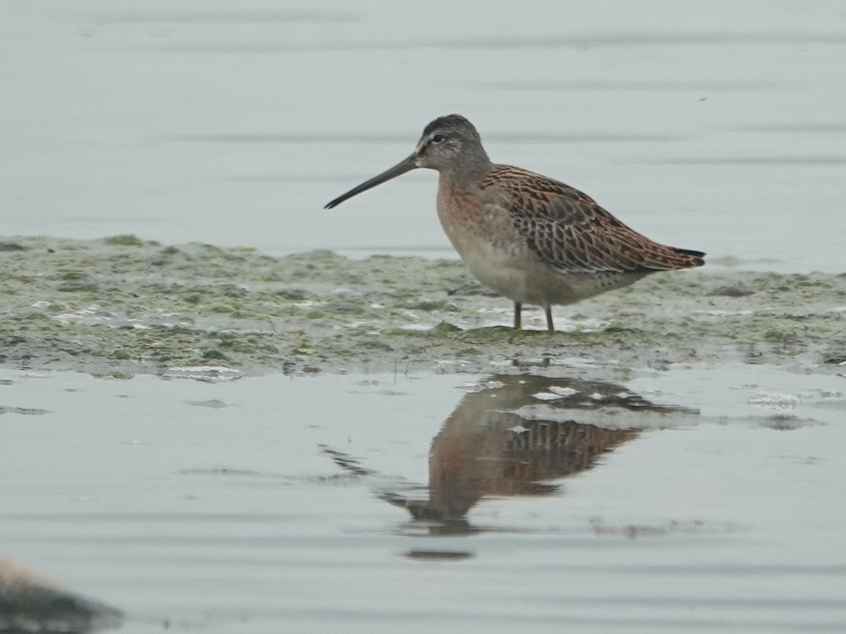 Short-billed Dowitcher - Liz Soria