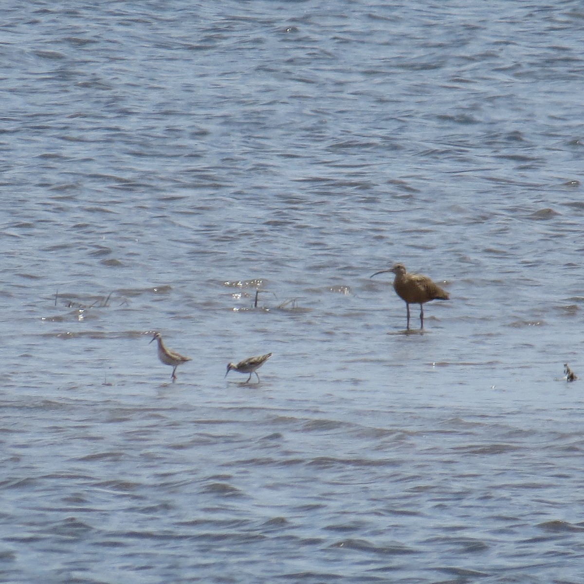 Wilson's Phalarope - ML470091881