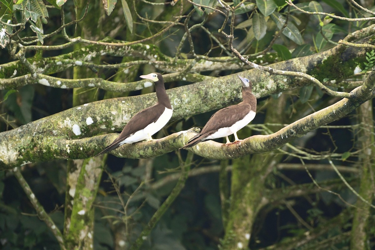 Brown Booby - ML470093041