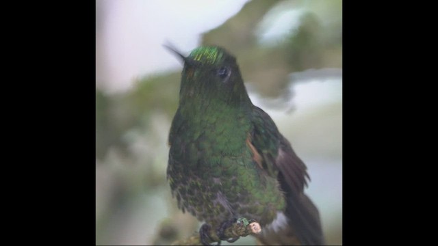 Buff-tailed Coronet - ML470093091