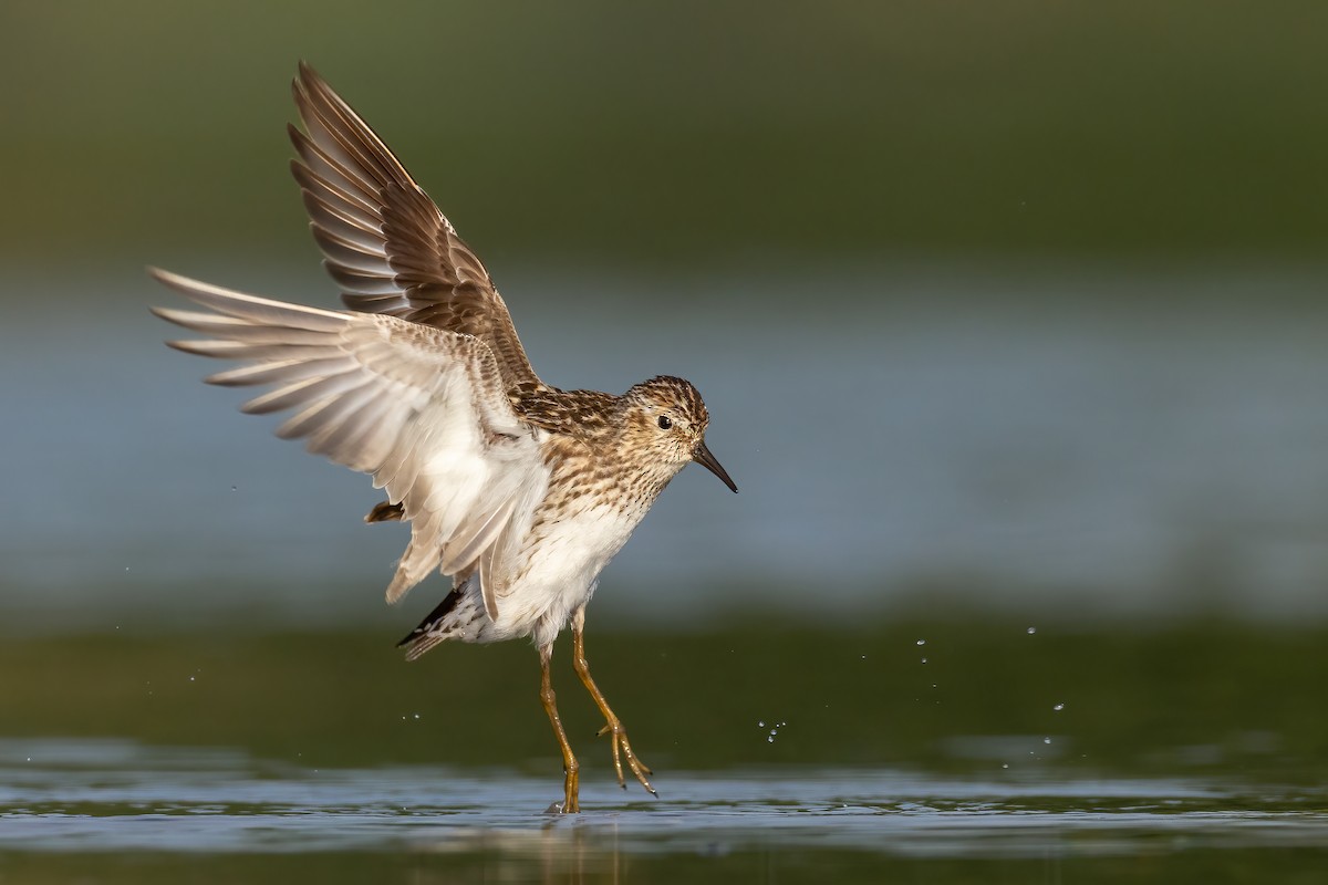 Least Sandpiper - ML470093931