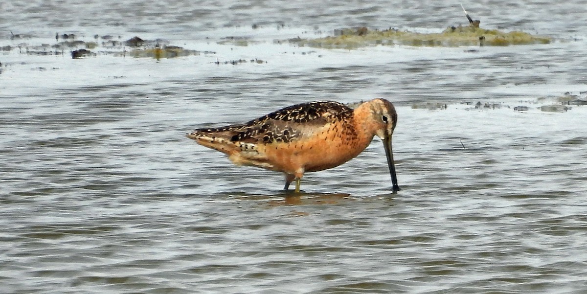 Agujeta Escolopácea - ML470096331