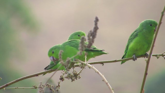 Cobalt-rumped Parrotlet - ML470098691