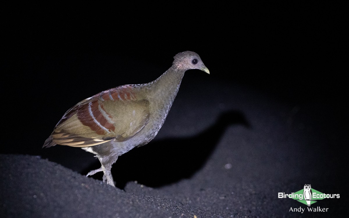 Wallace-Großfußhuhn - ML470101131