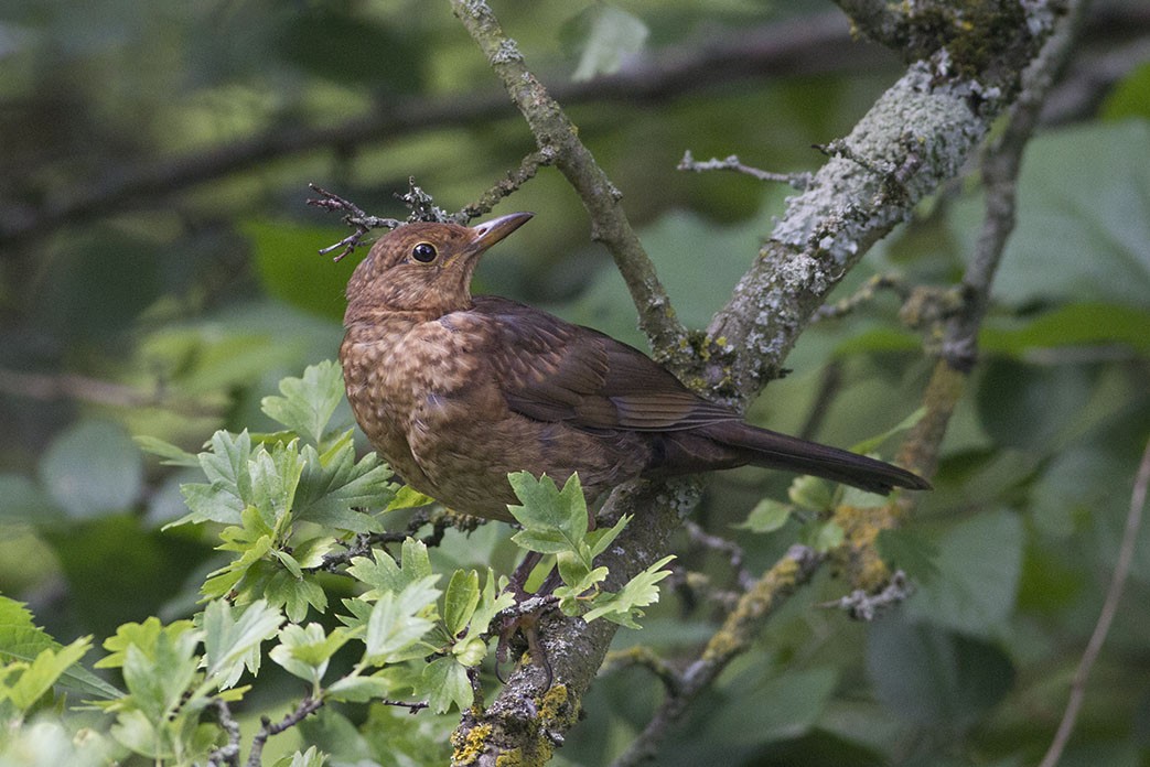 Eurasian Blackbird - Korkut Demirbas