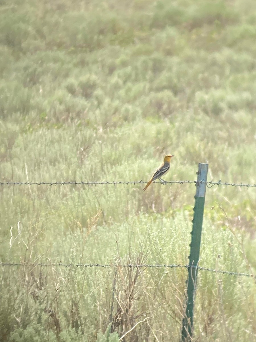 Bullock's Oriole - ML470102501