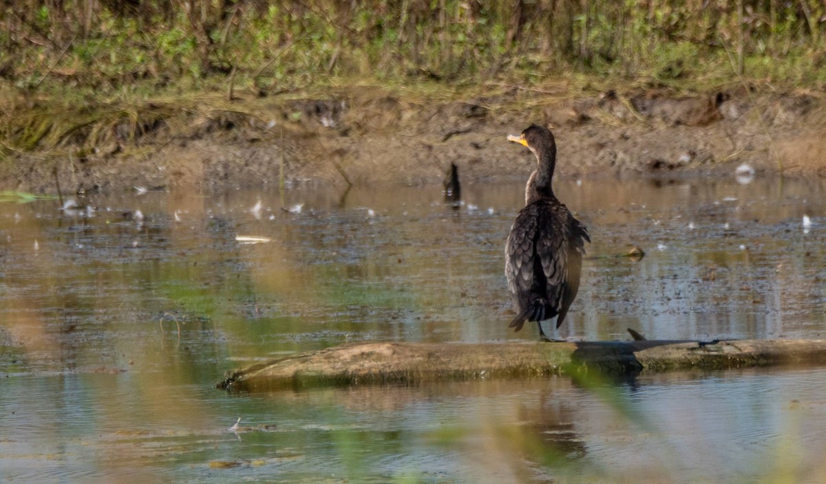 Double-crested Cormorant - ML470103361