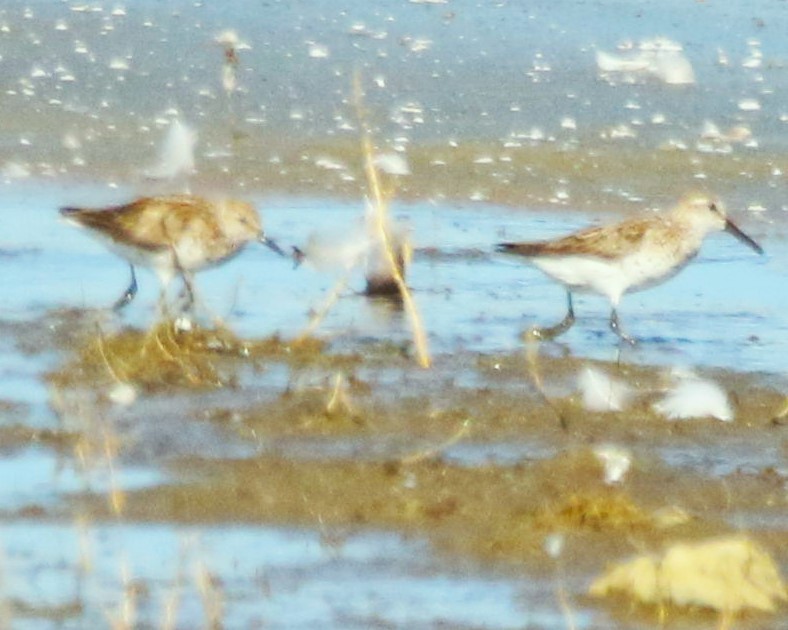 Semipalmated Sandpiper - Robert n Cynthia Danielson