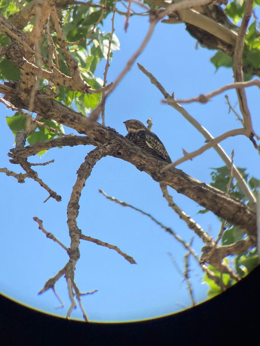 Common Nighthawk - ML470103601