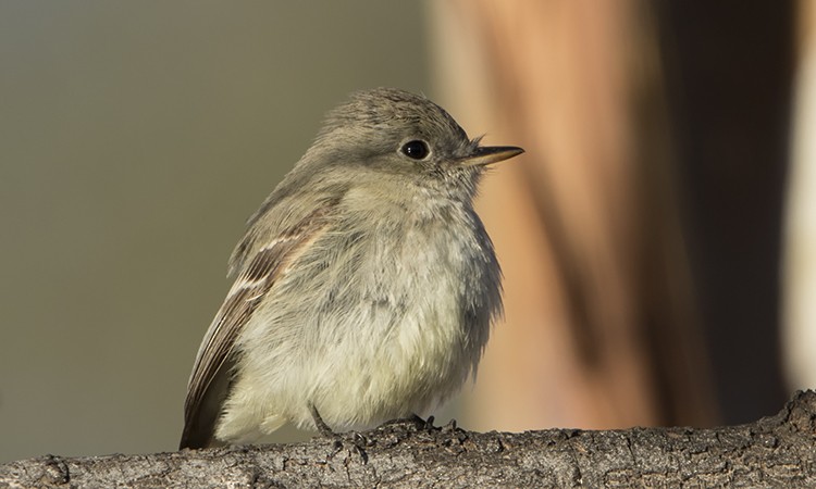 Gray Flycatcher - ML47010431