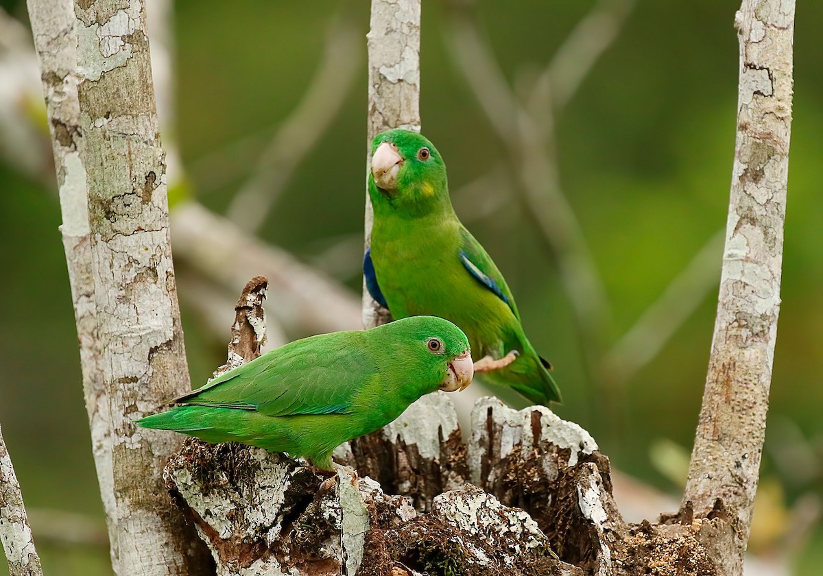 Riparian Parrotlet - Johnnier Arango | theandeanbirder.com