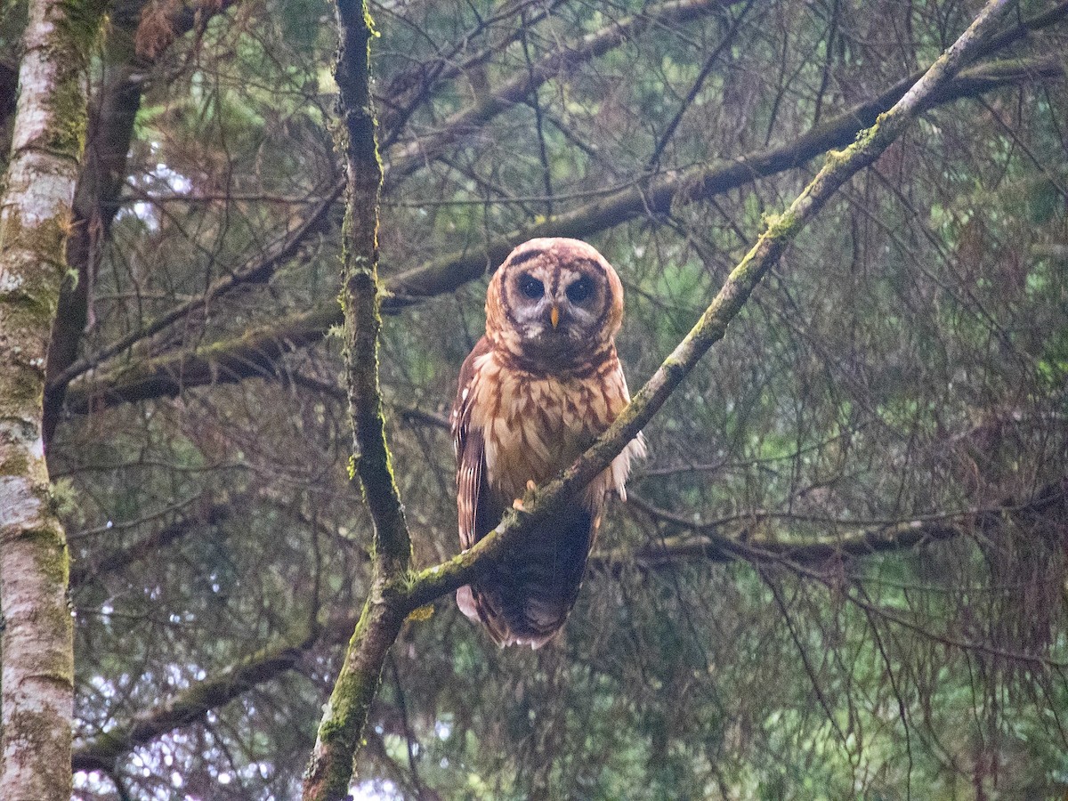 Fulvous Owl - Edgardo Orozco Díaz