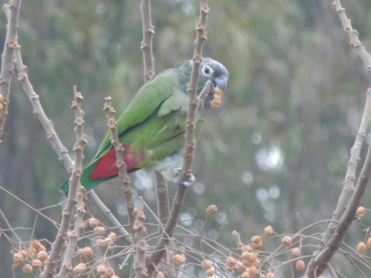 Scaly-headed Parrot - ML470106861