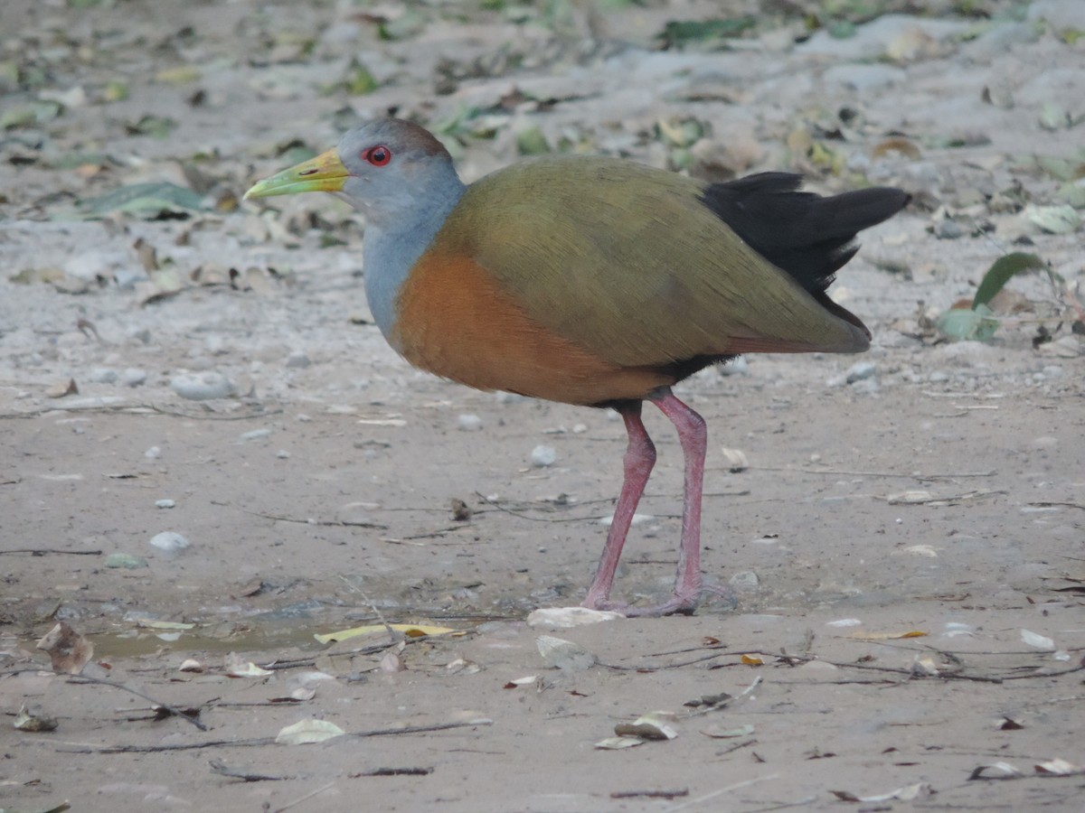 Gray-cowled Wood-Rail - ML470107261