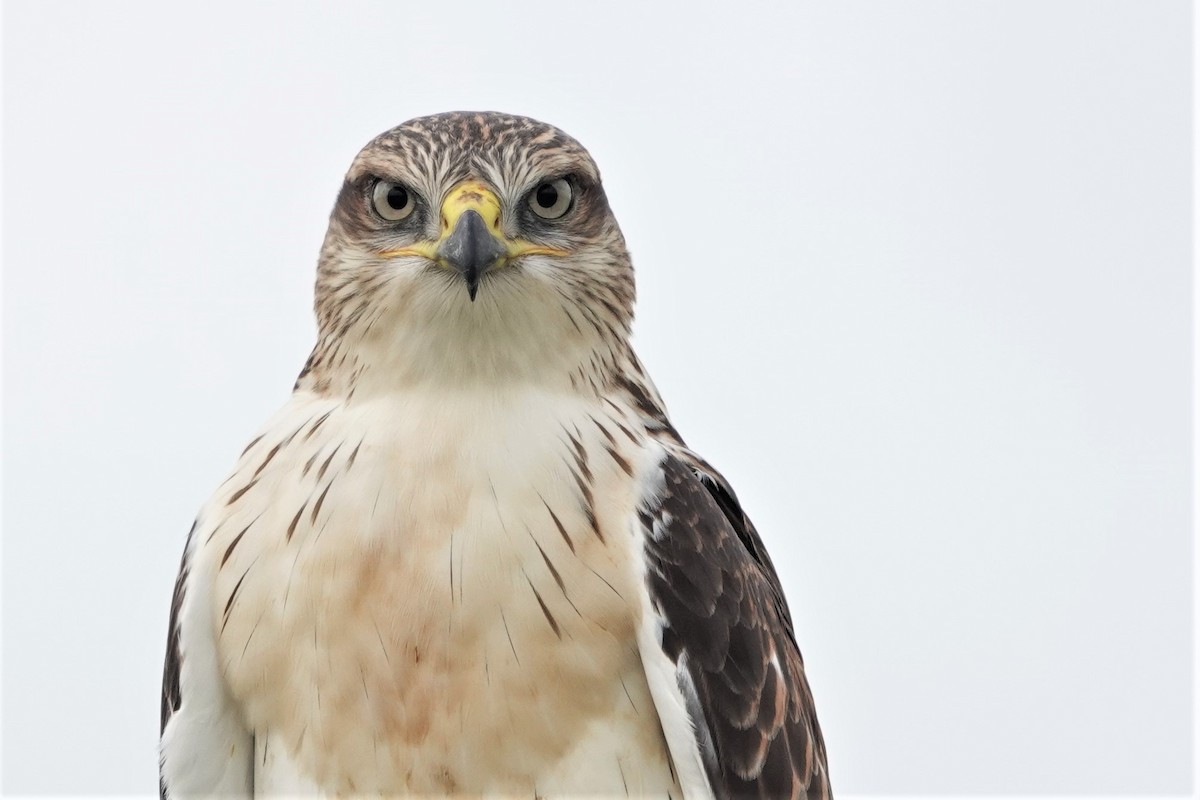 Ferruginous Hawk - ML470109491