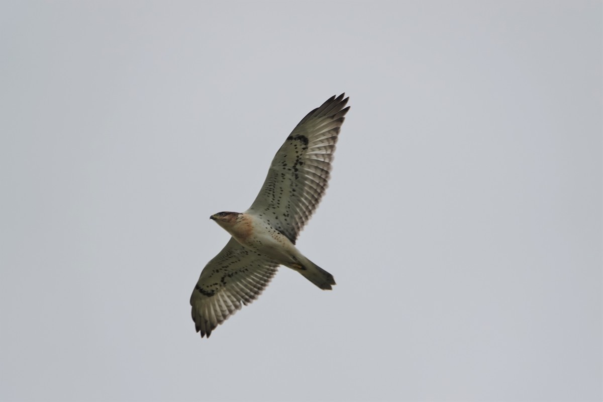 Ferruginous Hawk - Jerry Horak