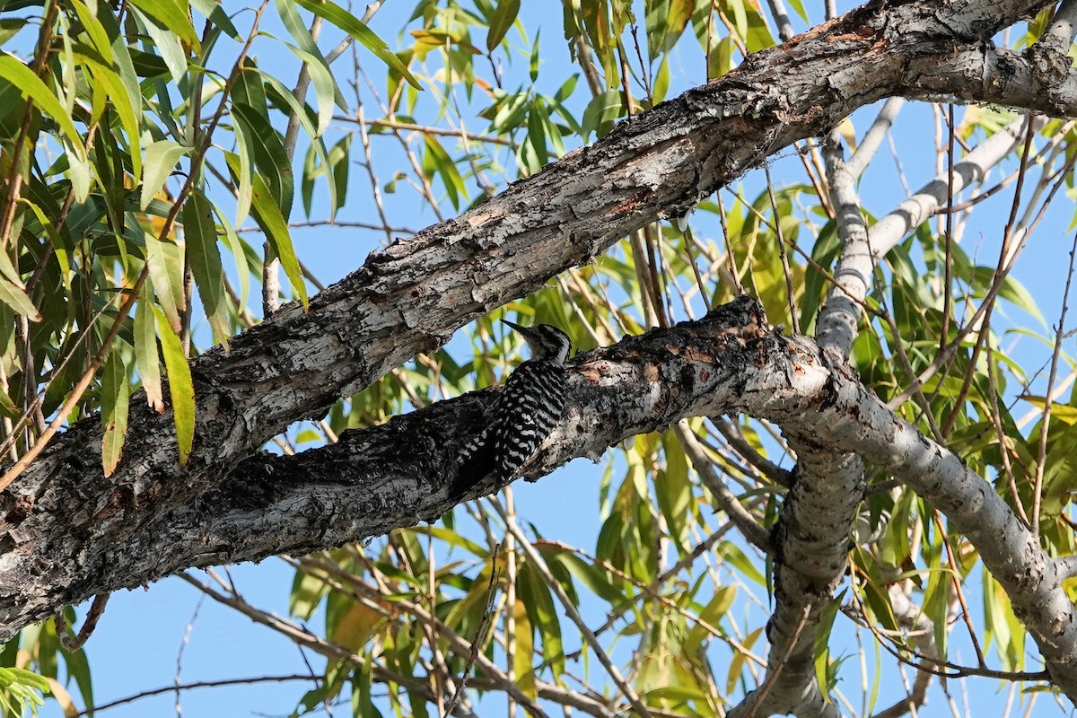 Ladder-backed Woodpecker - ML470110211