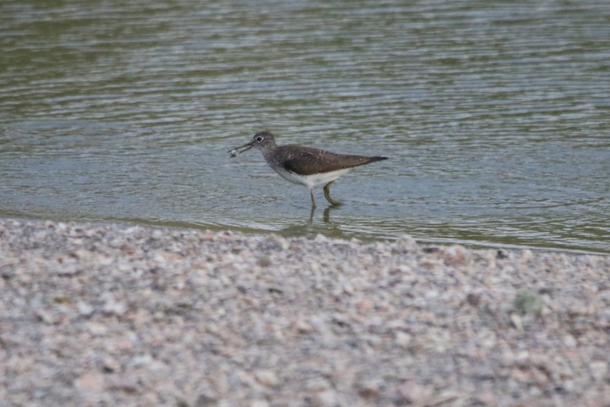 Solitary Sandpiper - ML470111131