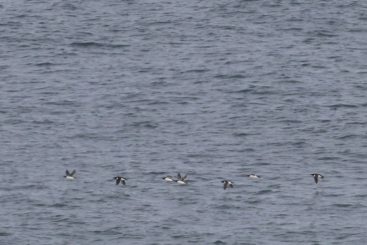 Thick-billed Murre - ML47011151