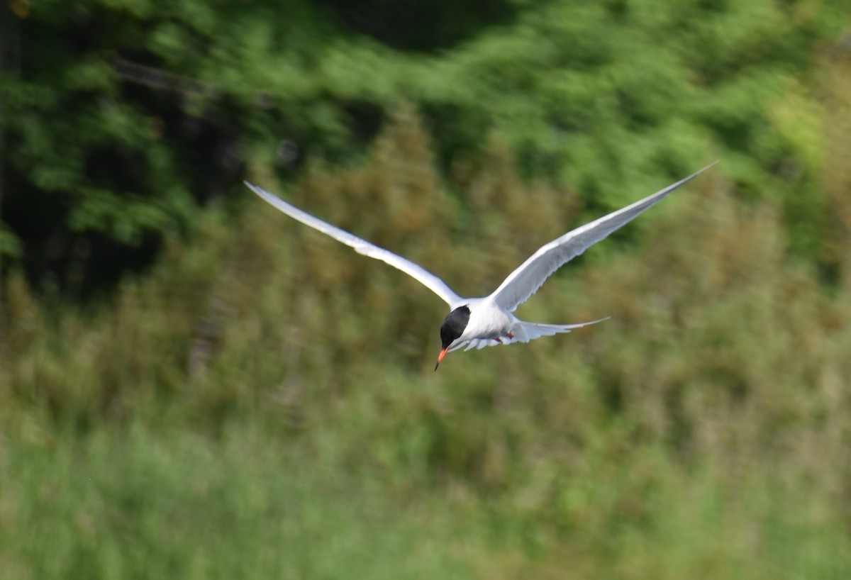 Common Tern - Ben Parker