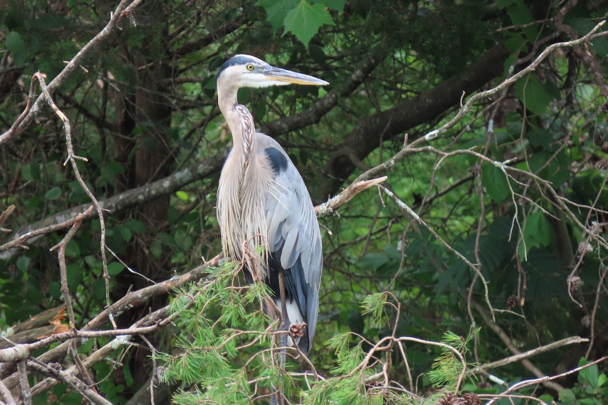 Great Blue Heron - Kathie Kent