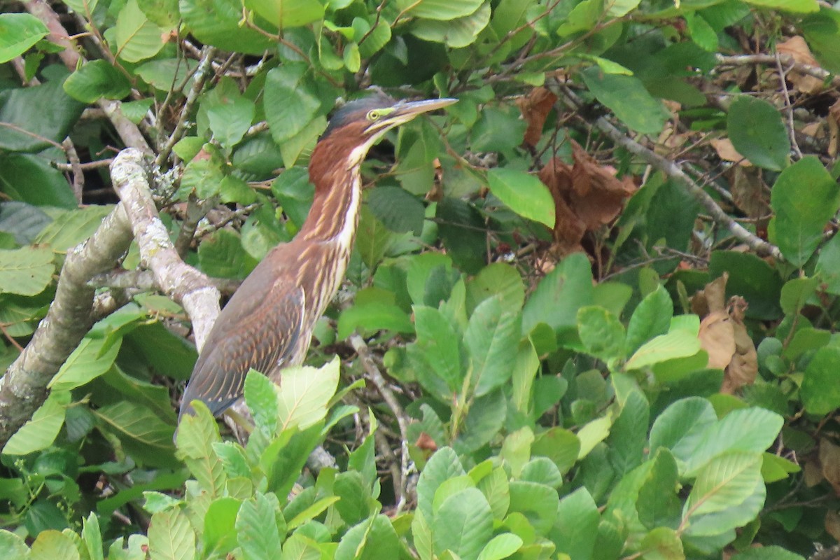 Green Heron - ML470112321