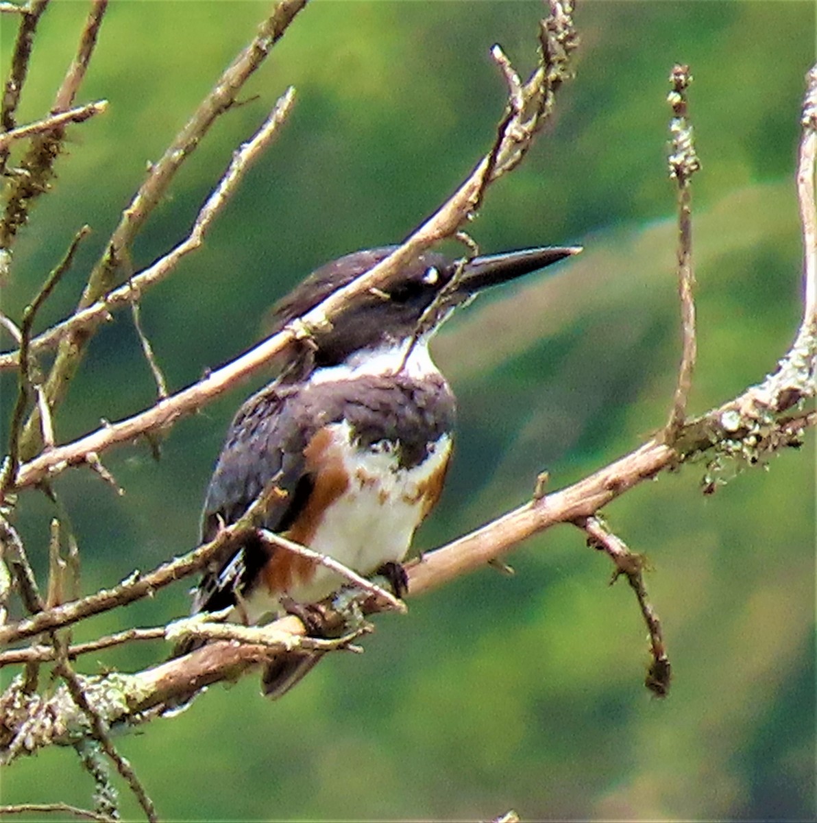 Belted Kingfisher - Kathie Kent