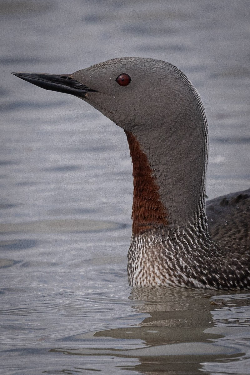 Red-throated Loon - ML470112741