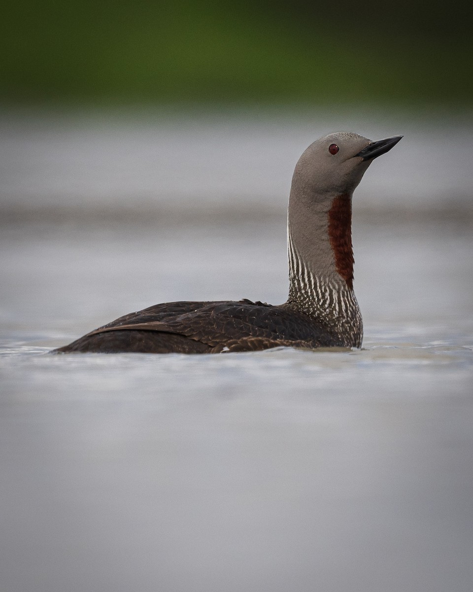 Red-throated Loon - ML470112751
