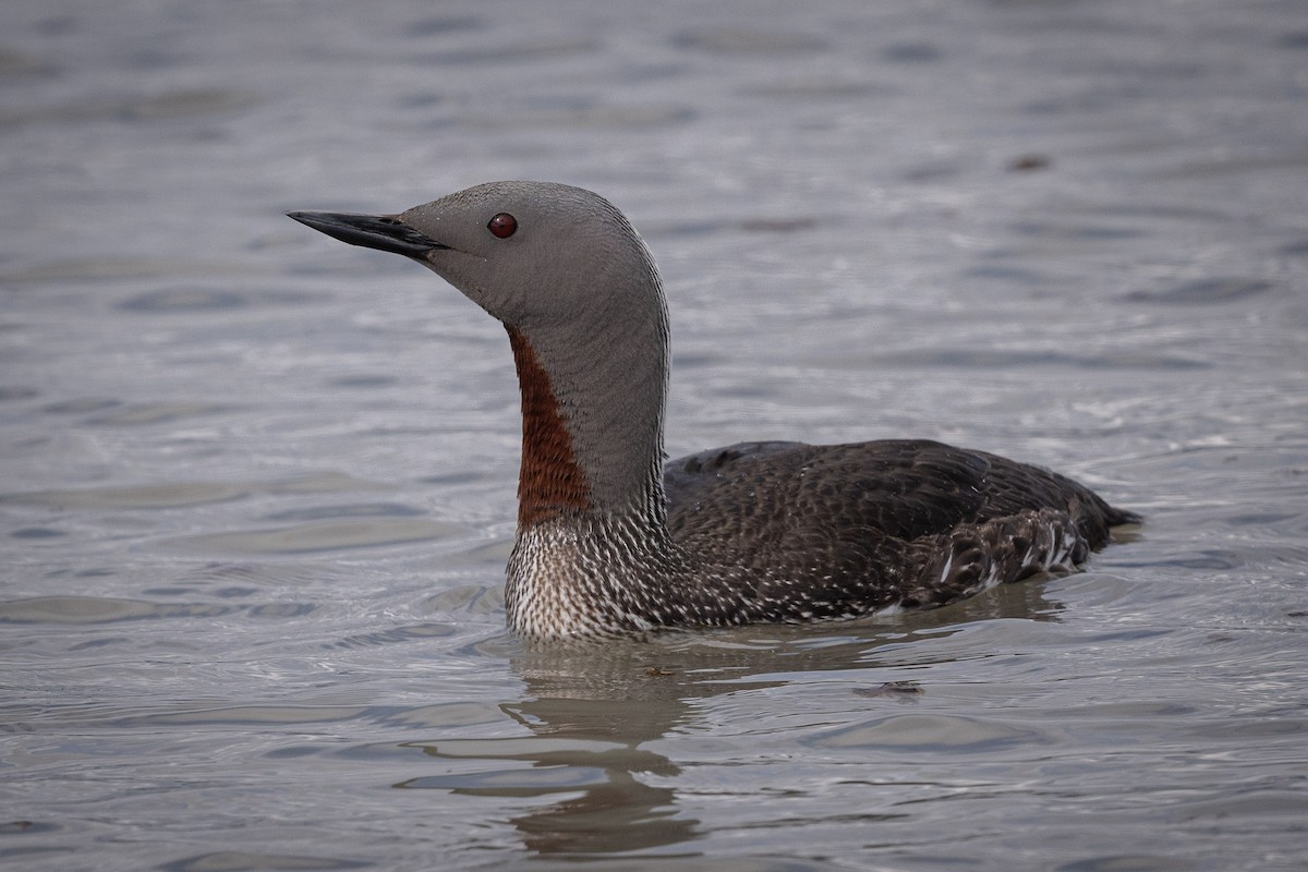 Red-throated Loon - ML470112781