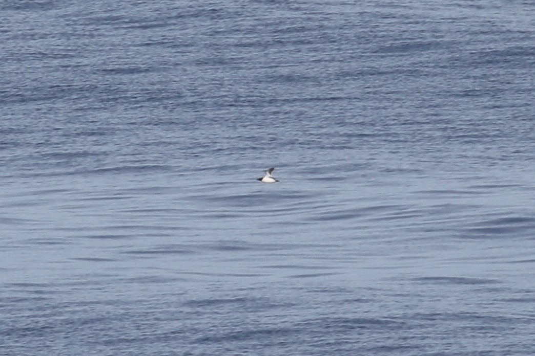 Thick-billed Murre - ML47011311