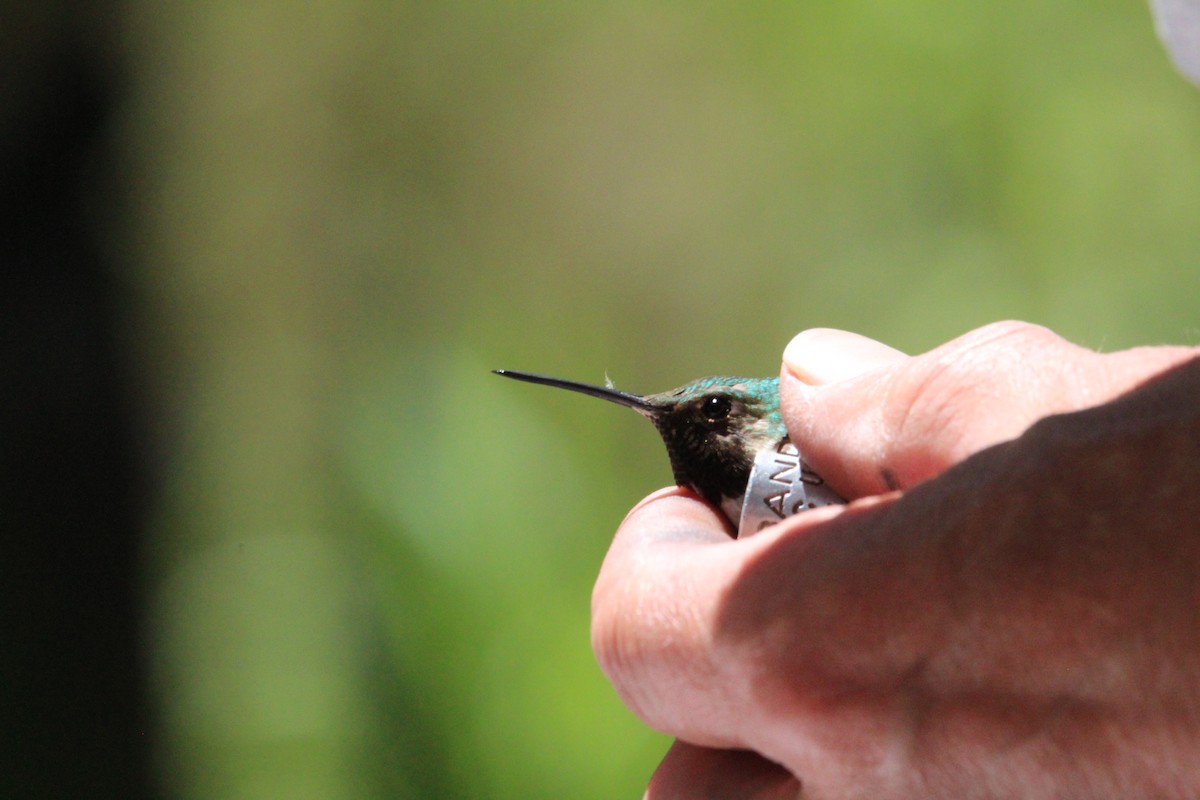 Broad-tailed Hummingbird - ML470114661