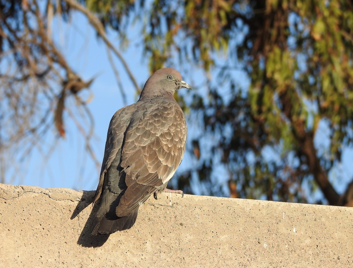 Spot-winged Pigeon (albipennis) - ML470115651