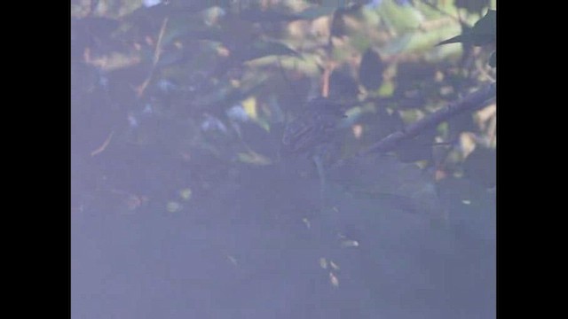 Streaked Flycatcher - ML470115751