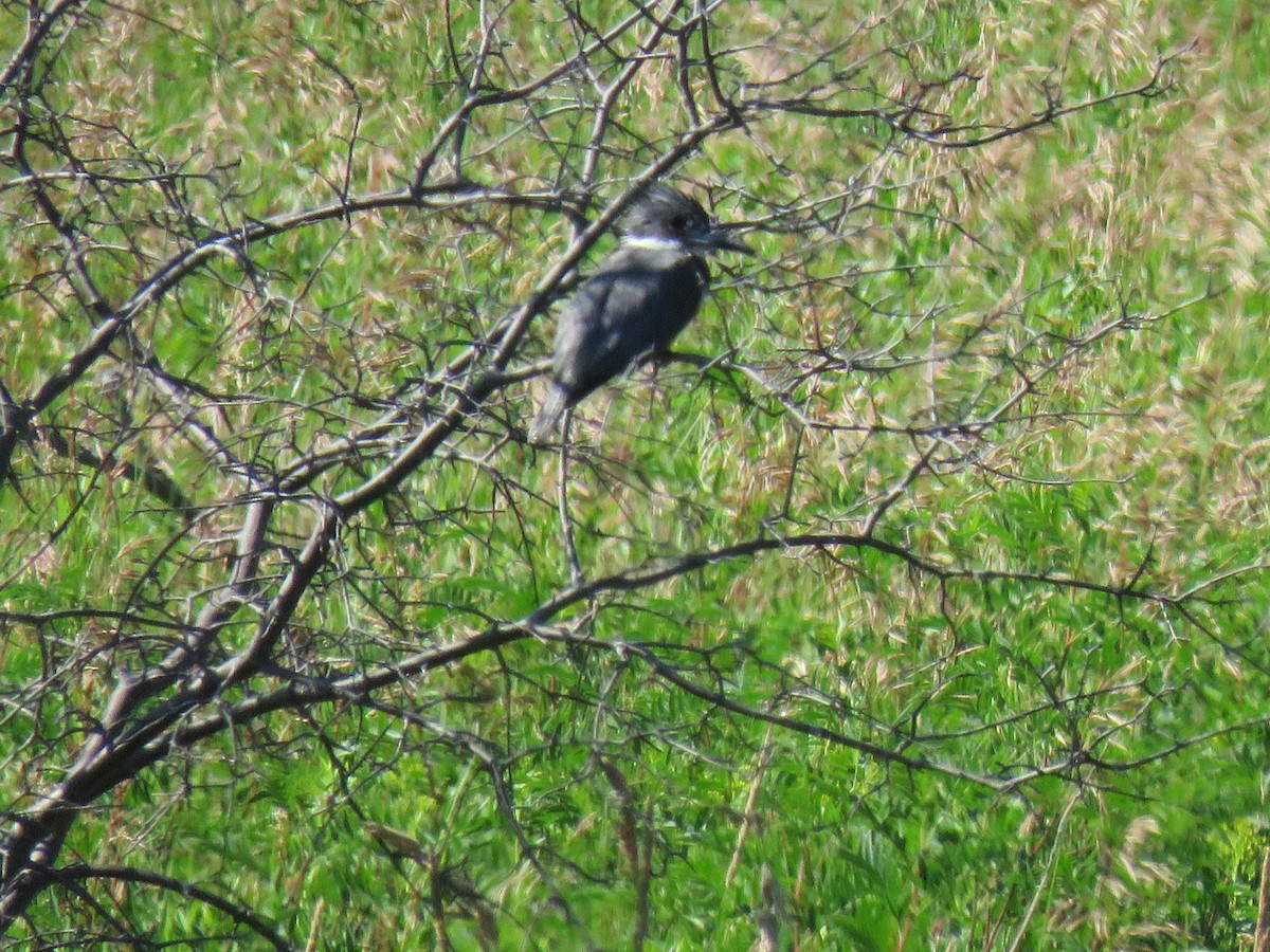 Belted Kingfisher - ML470116951