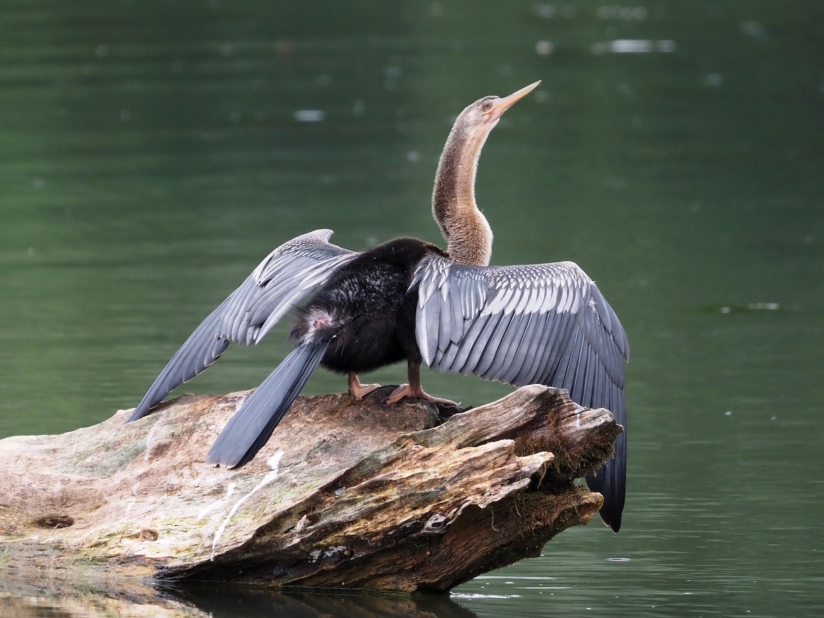 Amerika-Schlangenhalsvogel - ML470117701