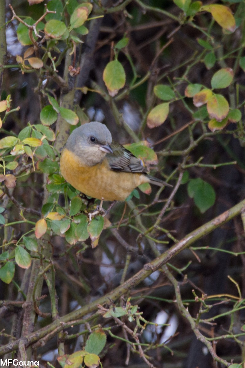 Blue-and-yellow Tanager - ML470117741