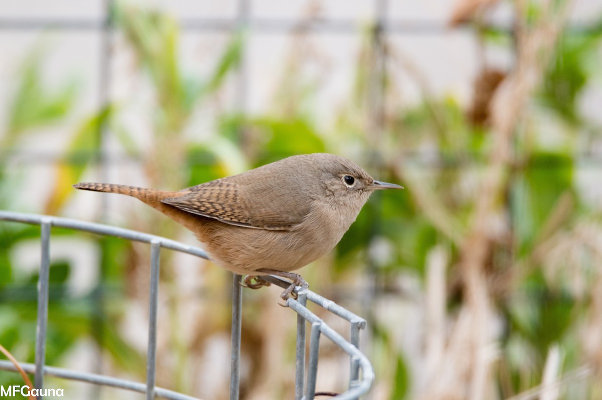 Southern House Wren - ML470117771