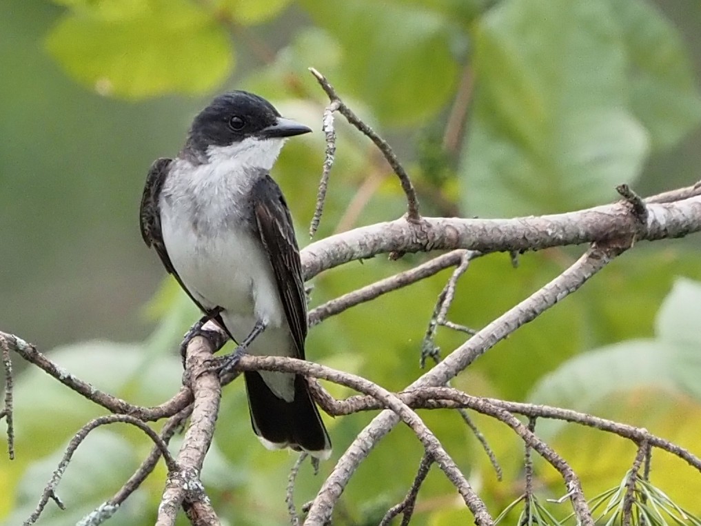 Eastern Kingbird - ML470117921