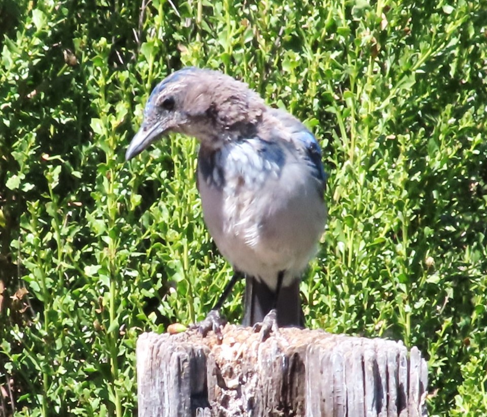 California Scrub-Jay - ML470118121
