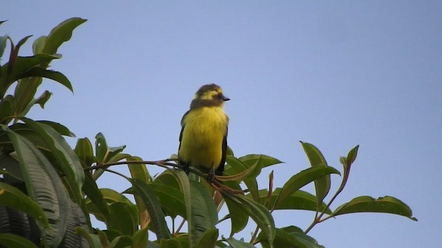 Lemon-browed Flycatcher - ML470118971