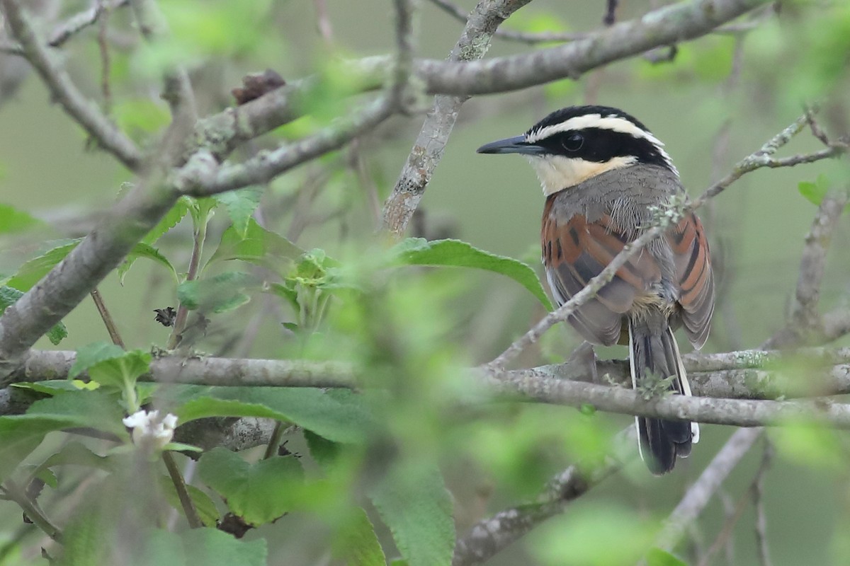 Elegant Crescentchest - Graham Montgomery