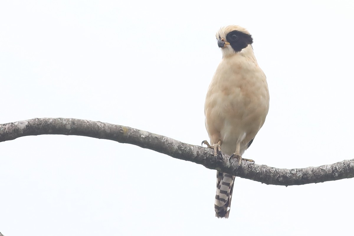 Laughing Falcon - Graham Montgomery