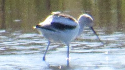 Avoceta Americana - ML47012131