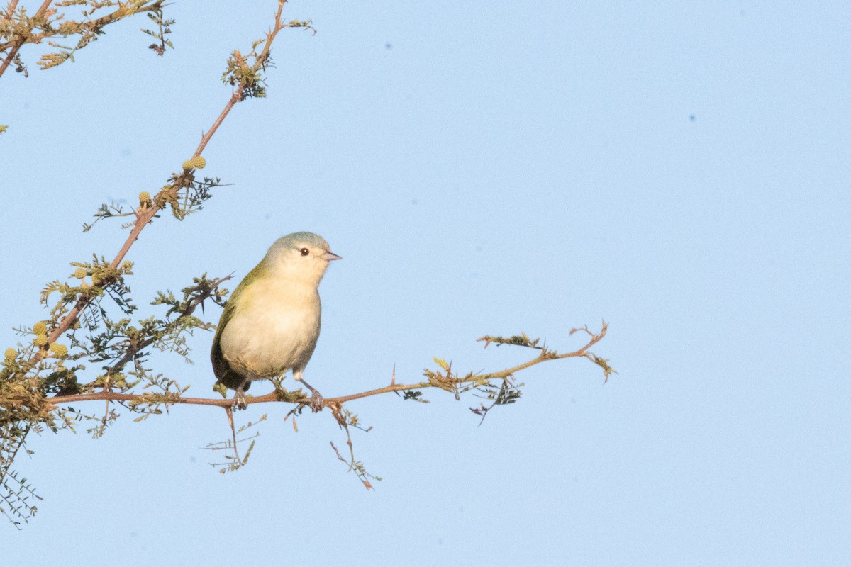 Chestnut-vented Conebill - ML470121481