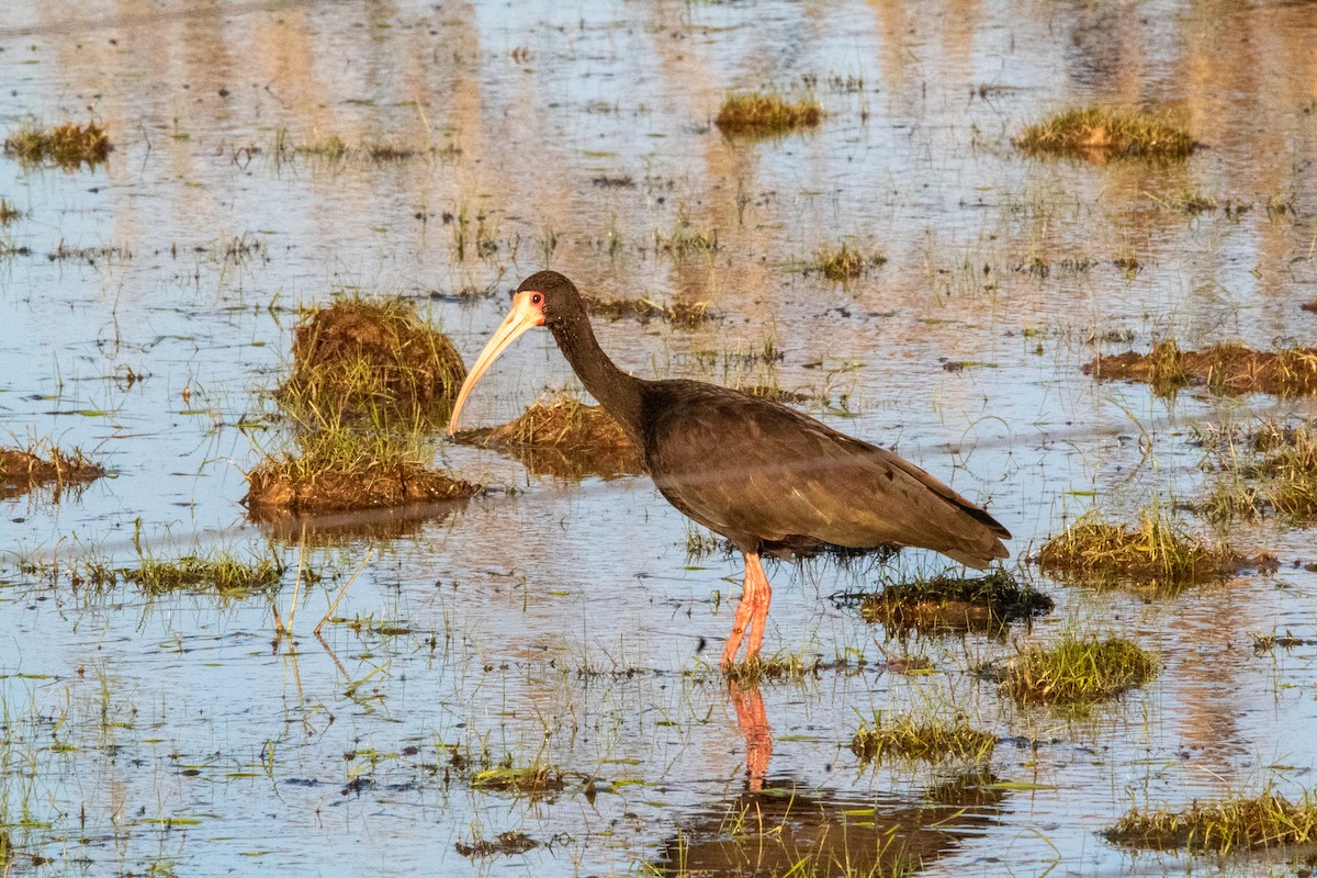 Bare-faced Ibis - ML470121741